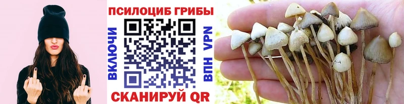 Псилоцибиновые грибы Cubensis  Раменское 